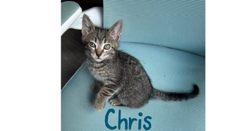 Chris, an adoptable Domestic Short Hair in Ruskin, FL