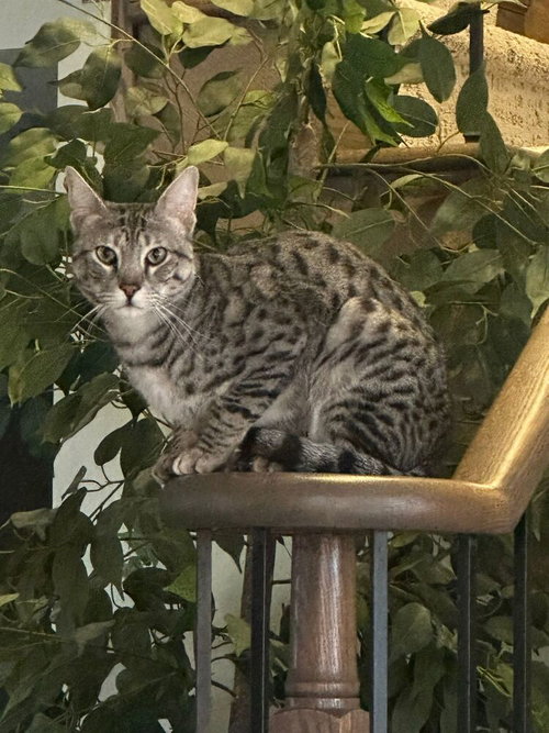 Nori, Adult Savannah (short coat), cat for adoption in Largo, Florida