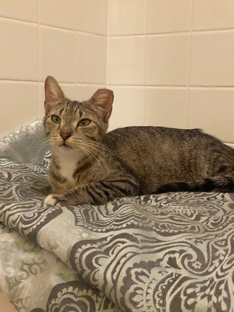 Baby, an adoptable Domestic Short Hair in Ruskin, FL