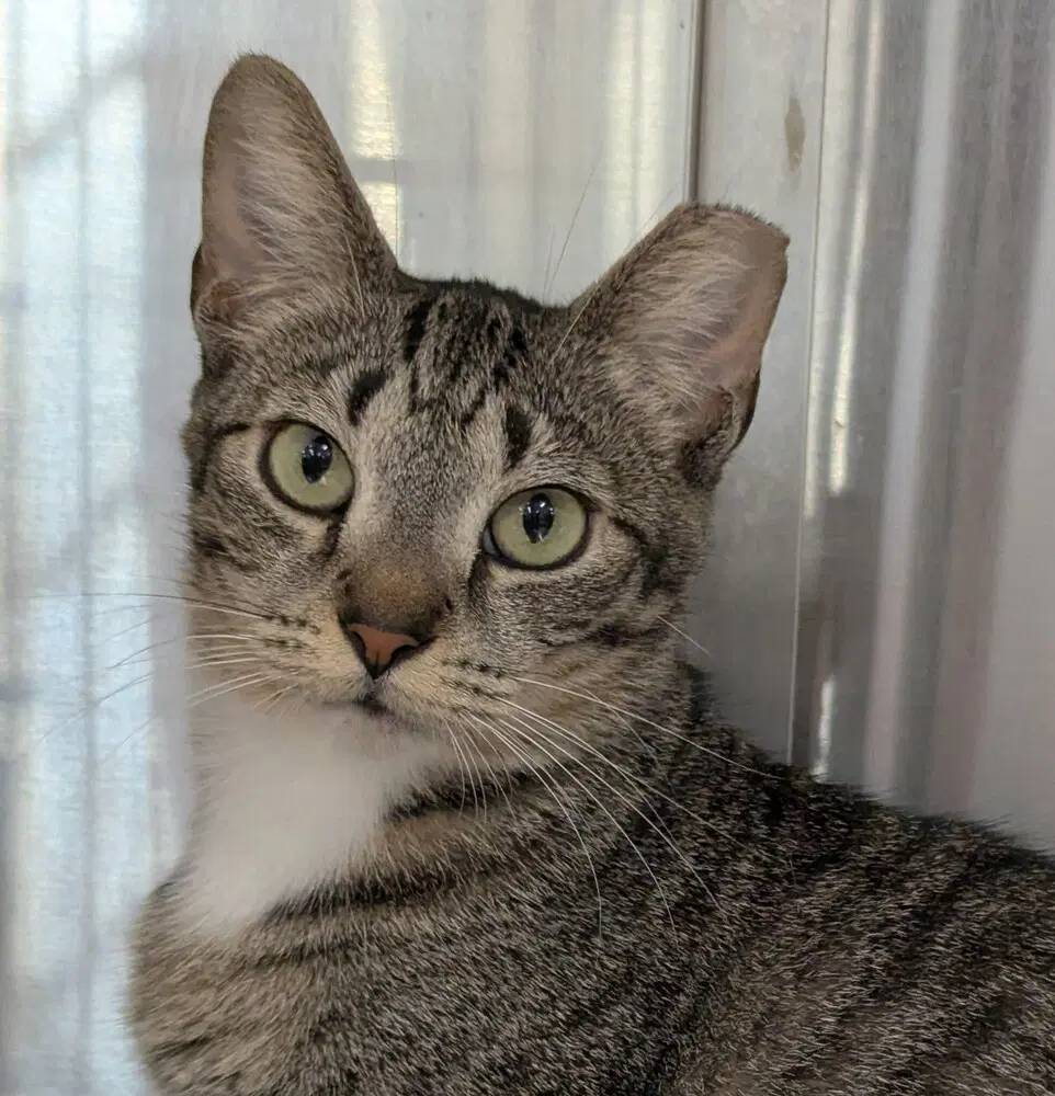 Baby - Domestic Short Hair