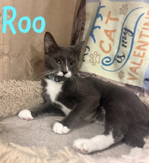 Roo, an adoptable Bobtail in Ruskin, FL