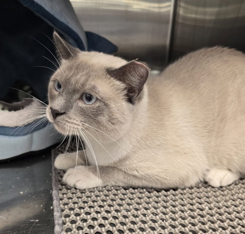 Lint, an adoptable Siamese in Ruskin, FL