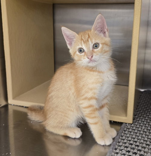 Kingsbury, Baby Domestic Short Hair (short coat), cat for adoption in Largo, Florida