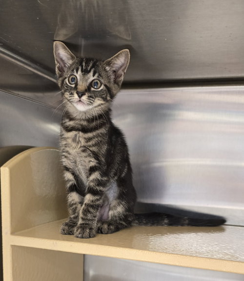 Artemis, Baby Domestic Short Hair (short coat), cat for adoption in Largo, Florida