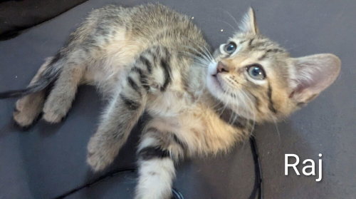 Raj, an adoptable Domestic Short Hair in Ruskin, FL