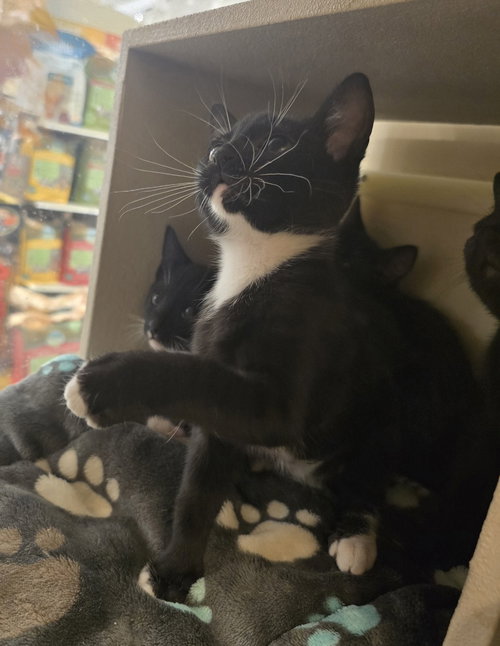 Onion, an adoptable Domestic Short Hair in Ruskin, FL