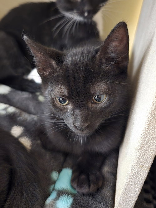 Tomato, an adoptable Domestic Short Hair in Ruskin, FL