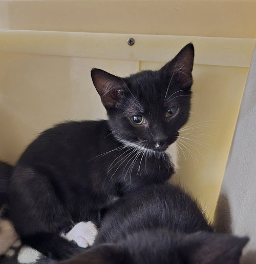 Parmesan, an adoptable Domestic Short Hair in Ruskin, FL