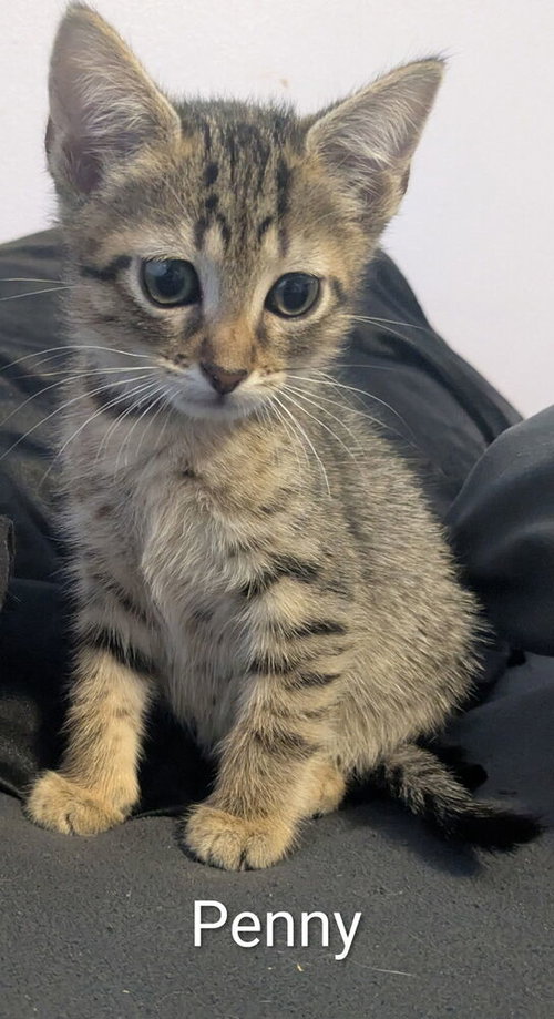 Penny, an adoptable Domestic Short Hair in Ruskin, FL