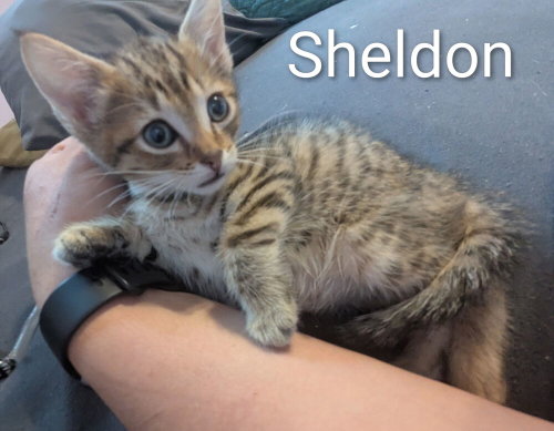 Sheldon, an adoptable Domestic Short Hair in Ruskin, FL