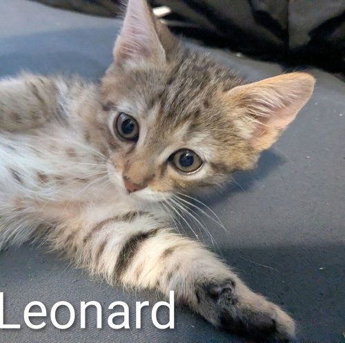 Leonard, an adoptable Domestic Short Hair in Ruskin, FL