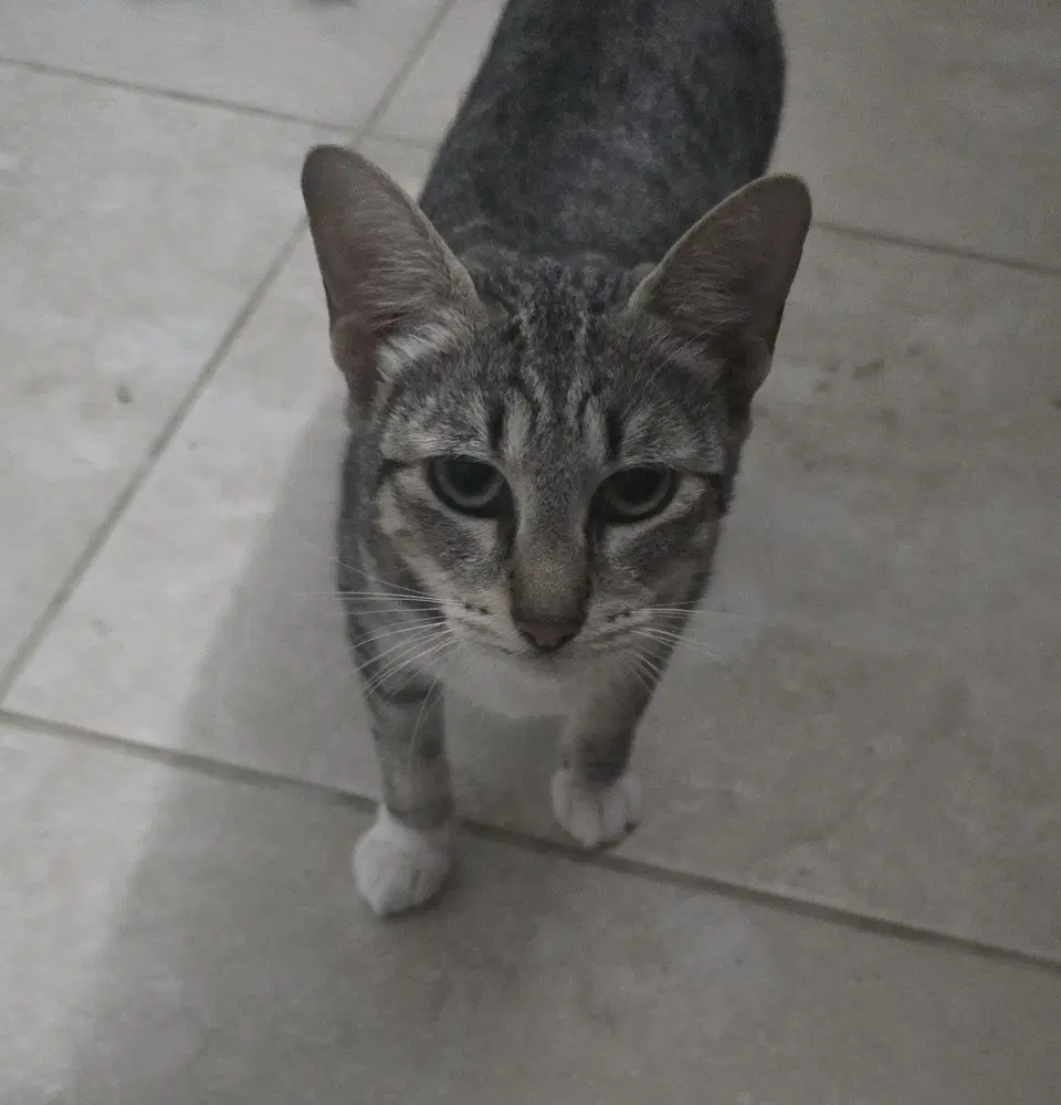 Jennyanydots - Domestic Short Hair