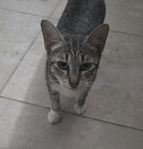 Jennyanydots, an adoptable Domestic Short Hair in Ruskin, FL