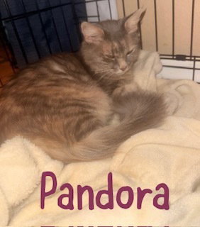 Pandora, an adoptable Domestic Long Hair in Ruskin, FL