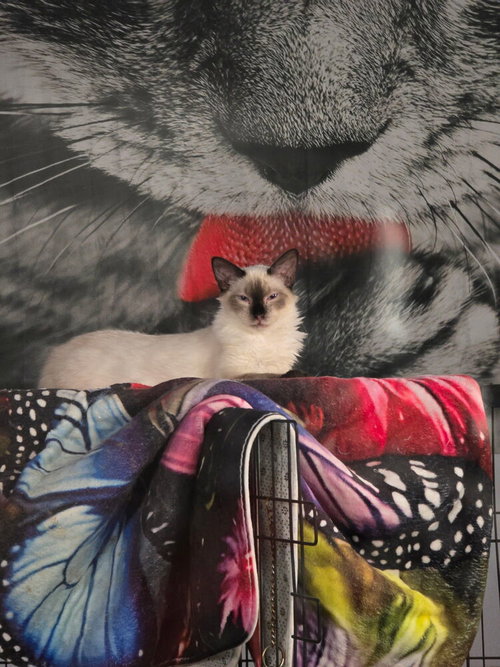 Nod, an adoptable Siamese in Ruskin, FL