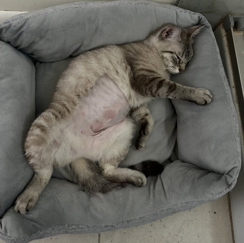 Freya, an adoptable Siamese in Ruskin, FL