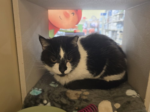 Mama, Senior Domestic Short Hair (short coat), cat for adoption in Largo, Florida