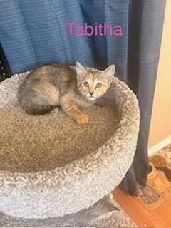 Tabitha, Baby Domestic Short Hair / Domestic Short Hair (short coat), cat for adoption in Largo, Florida