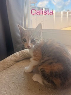 Calista, Baby Domestic Short Hair / Domestic Short Hair (short coat), cat for adoption in Largo, Florida