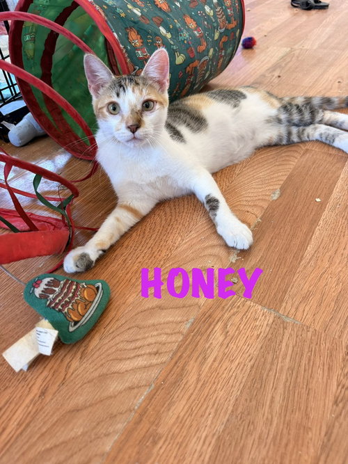 Honey, Baby Domestic Short Hair (short coat), cat for adoption in Largo, Florida