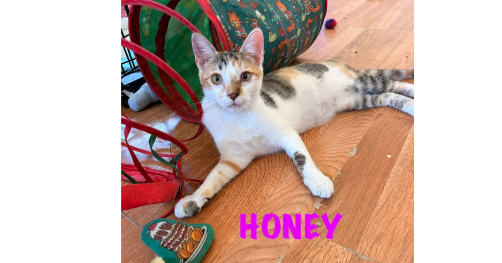 Honey