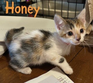 Honey