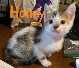 Honey