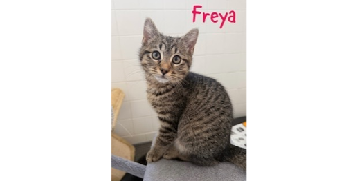 JiJi aka Freya, Baby Domestic Short Hair (short coat), cat for adoption in Largo, Florida