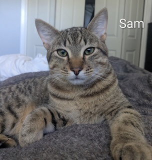 Sam, Young Domestic Short Hair / Domestic Short Hair / Mixed (short coat), cat for adoption in Largo, Florida
