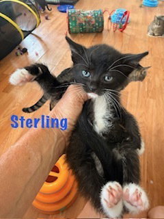 Sterling, Baby Domestic Short Hair (short coat), cat for adoption in Largo, Florida