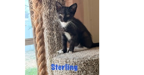 Sterling, Baby Domestic Short Hair (short coat), cat for adoption in North Port, Florida