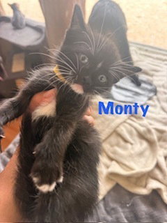 Monty, Baby Domestic Short Hair (short coat), cat for adoption in Largo, Florida