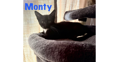 Monty, Baby Domestic Short Hair (short coat), cat for adoption in North Port, Florida