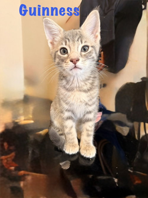 Guinness, Baby Domestic Short Hair / Domestic Short Hair (short coat), cat for adoption in Largo, Florida