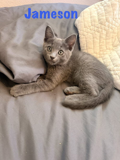 Jameson, Baby Domestic Short Hair / Russian Blue (short coat), cat for adoption in Largo, Florida