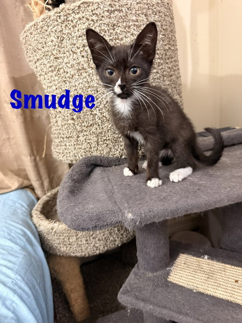 Smudge, Baby Domestic Short Hair (short coat), cat for adoption in Largo, Florida