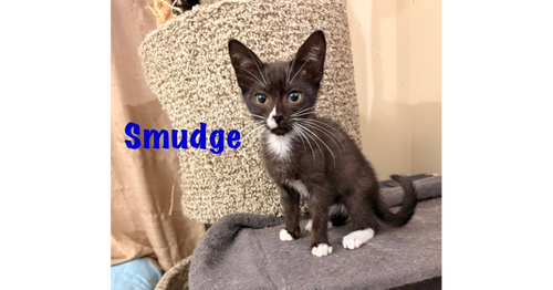 Smudge, Baby Domestic Short Hair (short coat), cat for adoption in North Port, Florida