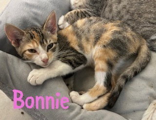 Bonnie