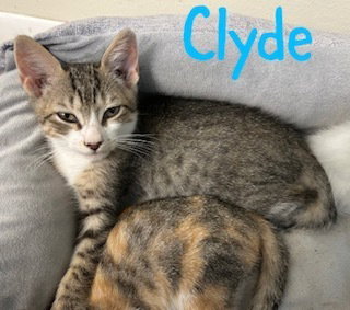 Clyde
