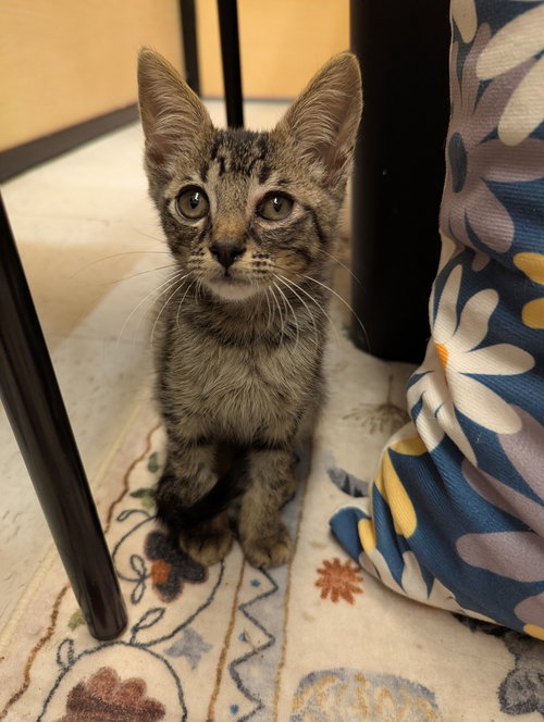 Scruffington, an adoptable Domestic Short Hair in Ruskin, FL