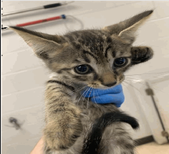 Mr Bigglesworth