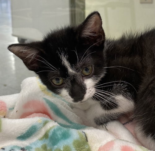 Boots, Baby Domestic Short Hair (short coat), cat for adoption in Lakeland, Florida