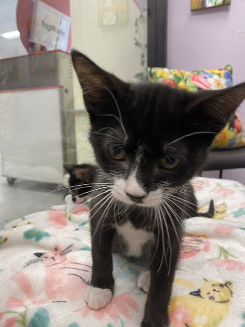 Mappi, Baby Domestic Short Hair (short coat), cat for adoption in Lakeland, Florida