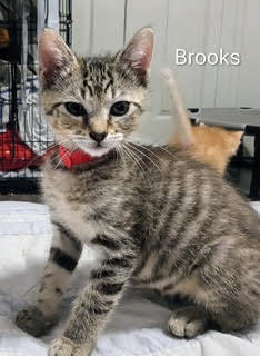 Brooks