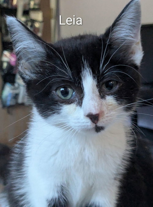 Leia