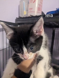 Leia