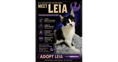 Leia, an adoptable Domestic Short Hair in Ruskin, FL