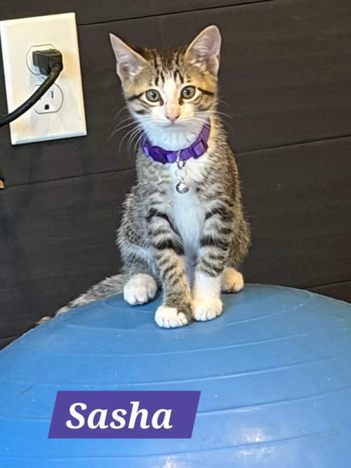 Sasha photo 2