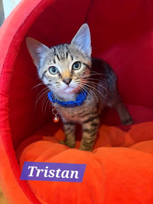 Tristan