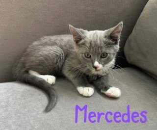 Mercedes